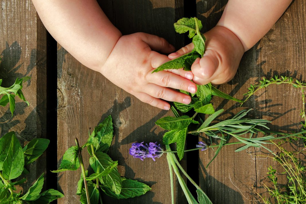Baby-playing-with-herbs-1068×712